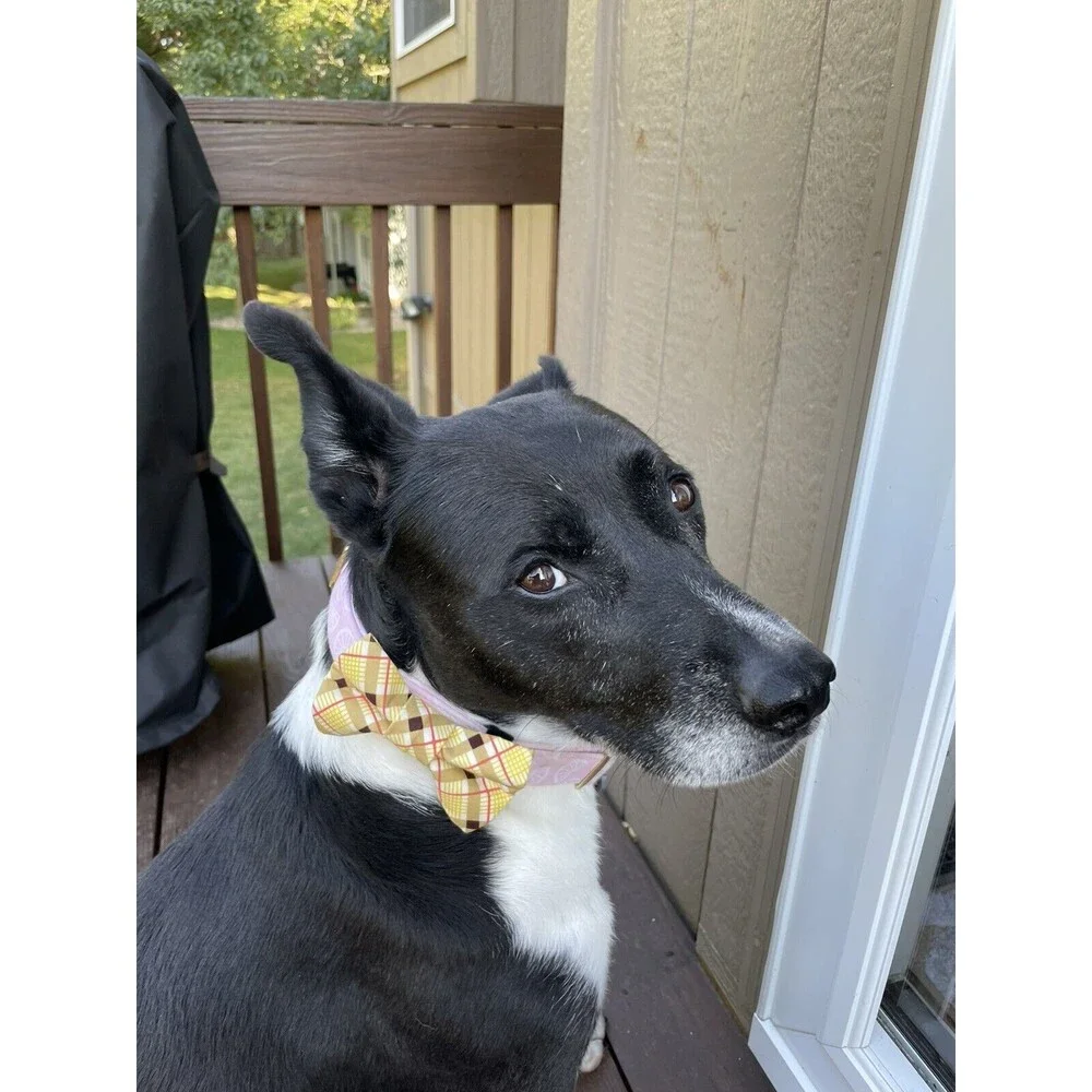 dog bow tie
